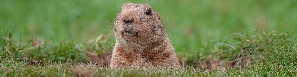 Groundhogs woodchucks vermin arnold's pest control cranford NJ