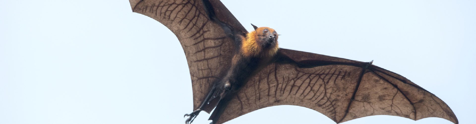 Arnold's Pest Control