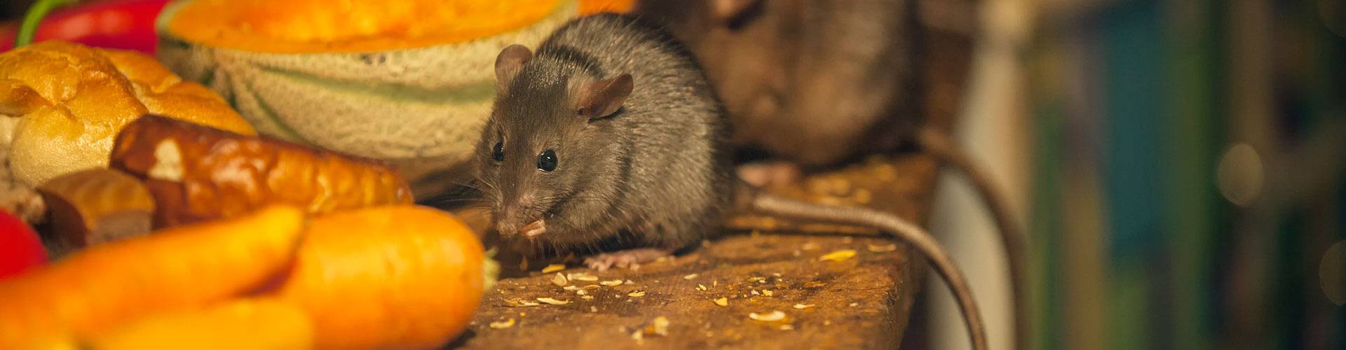 Restaurants & Food-processing Close up of mouse eating food off of a wooden countertop